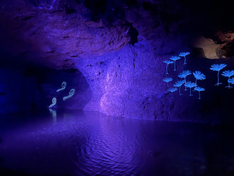 Puzzlewood &/or Clearwell Caves via Symonds Yat Rock - Forest of Dean Sunday 24th August