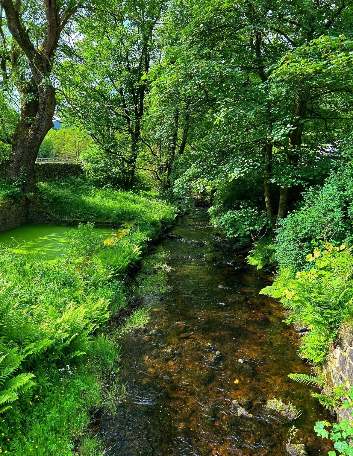 Below Kinder Scout Circular. 5.2 Miles. Moderate. Sunday 29th June
