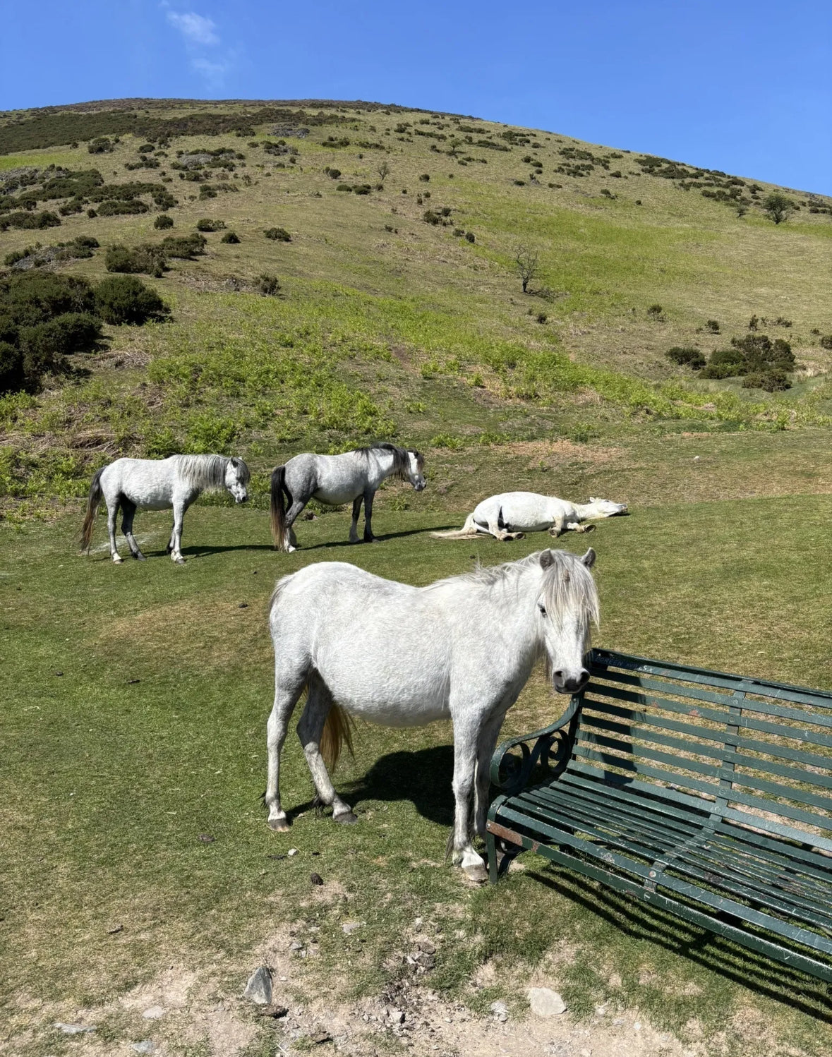 Shropshire Hills Walk or A day in Shrewsbury (AONB) Carding Mill Valley & The Long Mynd Circular. 6 Miles Mod - Saturday 11th October