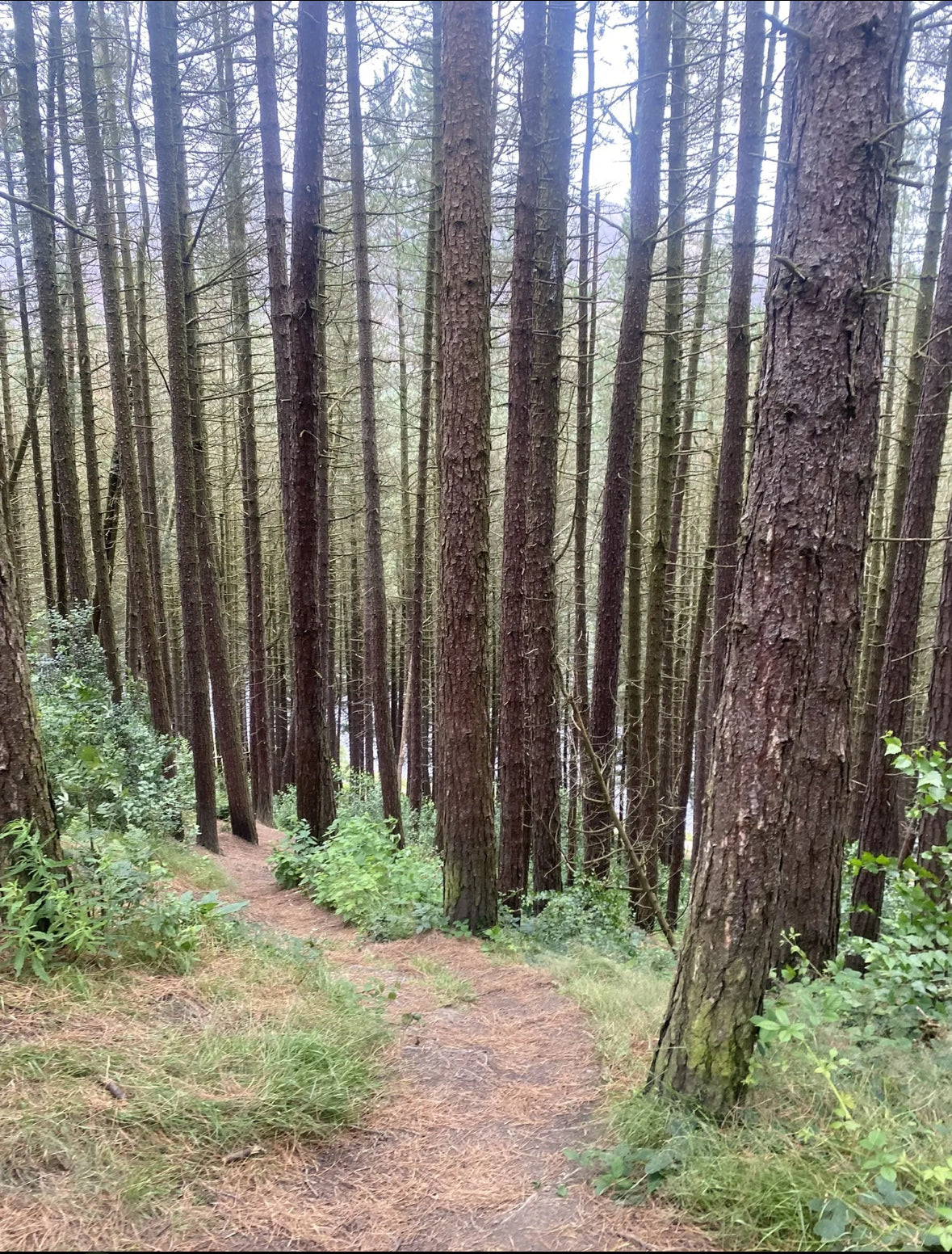 Binn Green to the Trinnacle - Saddleworth Moor 4 Miles Moderate. Sunday 25th May