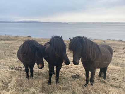 Iceland small group guided adventure 20th - 25th October 2027