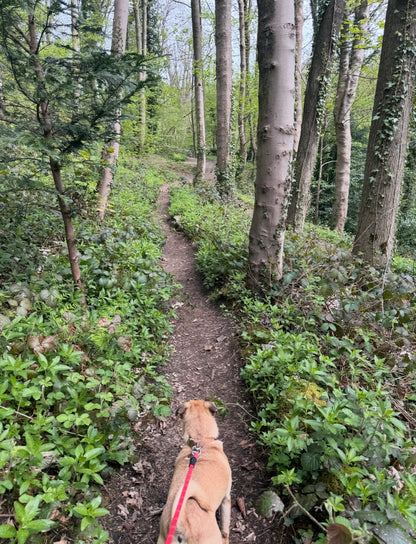 High Tor, Giddy Edge & Cavern Circular/ A day in Matlock Bath - Sunday 12th April