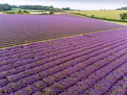 Sunday 12th July: Cotswolds Lavender Summer Experience 🌸✨