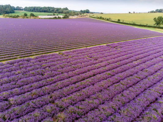 Sunday 12th July: Cotswolds Lavender Summer Experience 🌸✨