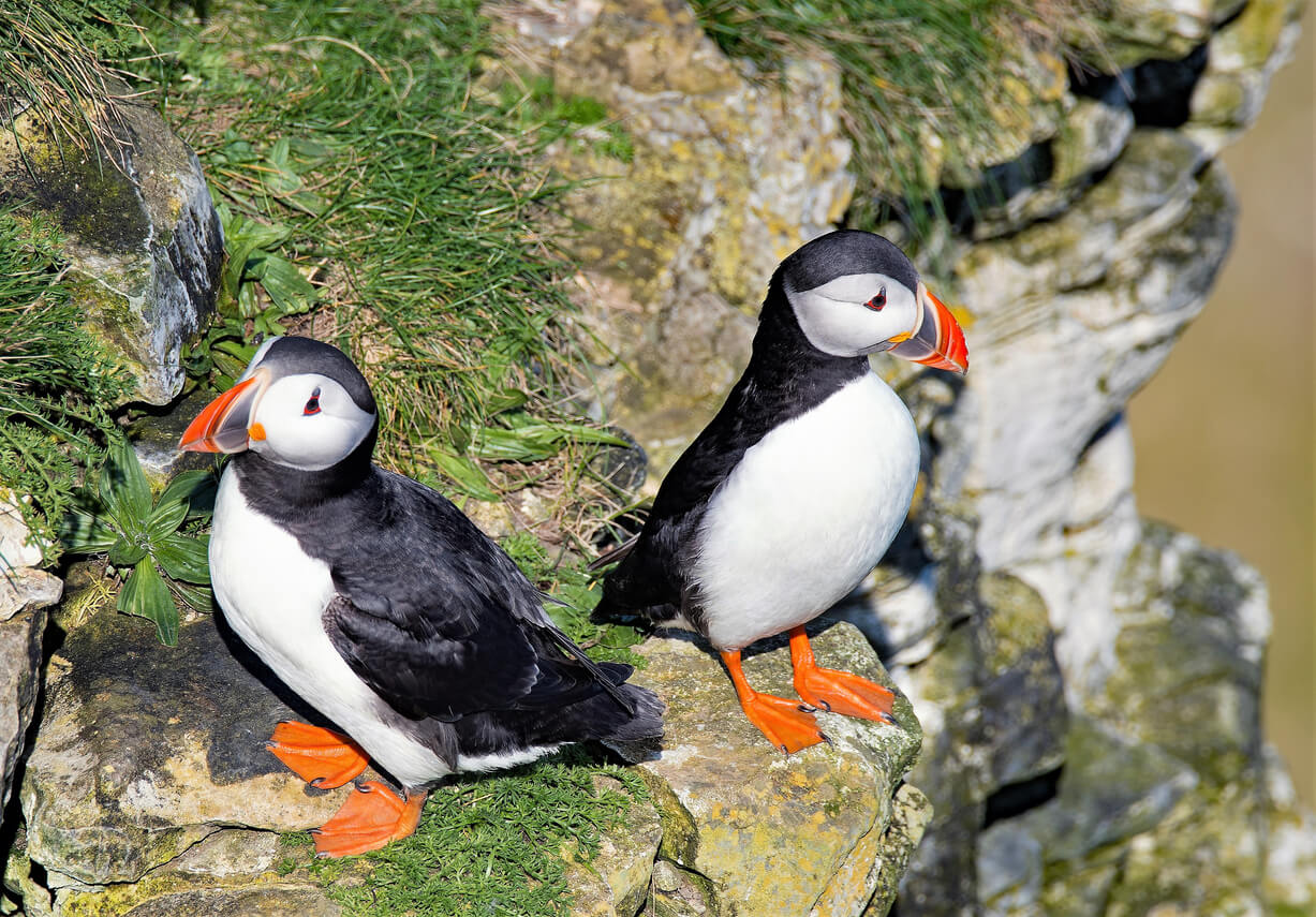 Bridlington in Puffin Season!! 🐧Add on a Boat Cruise or Visit to the Nature Reserve. Sunday 24th May