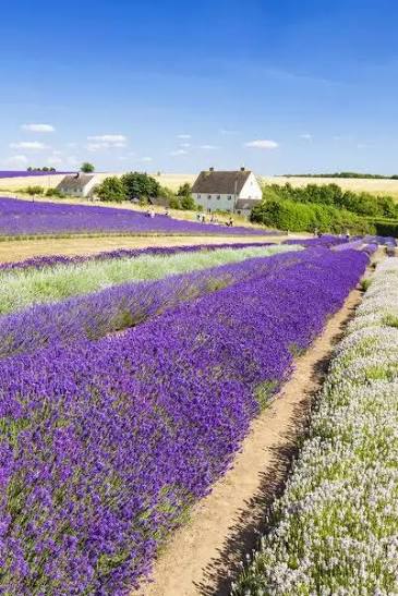 Sunday 12th July: Cotswolds Lavender Summer Experience 🌸✨