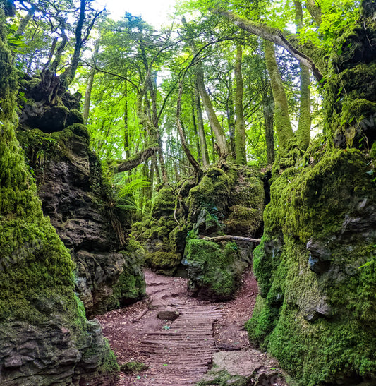 Puzzlewood &/or Clearwell Caves via Symonds Yat Rock - Forest of Dean Sunday 24th August